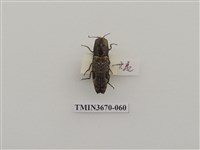 藏品(叩頭蟲(1))的圖片